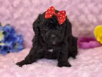 Rayne, a female Cavalier King Charles Spaniel and Poochon for sale in Center Ridge, AR – 8 of 8