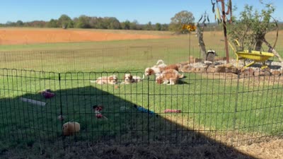 Titus, a male Cavapoo for sale in Center Ridge, AR – 5 of 6