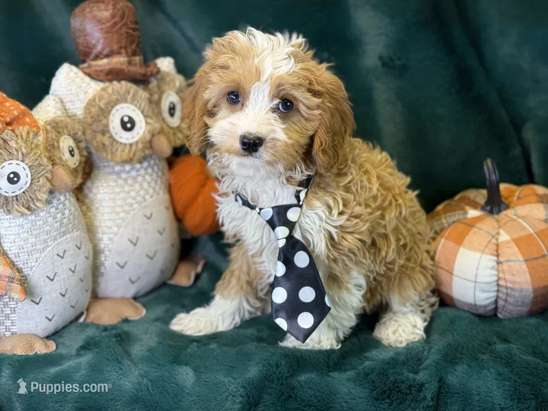 Cash – Cavapoo puppy for sale in Center Ridge, AR