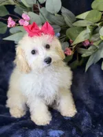 Cashmere, a female Bichpoo for sale in Center Ridge, AR – 1 of 9