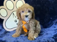 Tide, a male Cavapoo for sale in Center Ridge, AR – 1 of 10