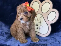 Moana, a female Cavapoo for sale in Center Ridge, AR – 6 of 9