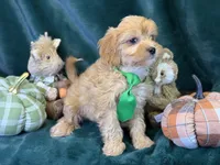 Monty, a male Bichon Frise and Cavapoo for sale in Center Ridge, AR – 4 of 5