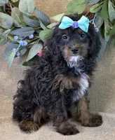 Maui, a female Bichon Frise and Cavapoo for sale in Center Ridge, AR – 4 of 10