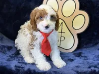 Cayman, a male Cavapoo for sale in Center Ridge, AR – 6 of 9