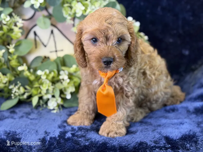 Cleetus – Cavapoo puppy for sale in Center Ridge, AR