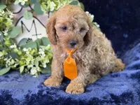 Cleetus, a male Cavapoo for sale in Center Ridge, AR – 3 of 9