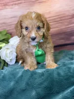 Finn, a male Cavapoo for sale in Center Ridge, AR – 10 of 10