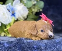 Coco, a female Cavapoo for sale in Center Ridge, AR – 2 of 9