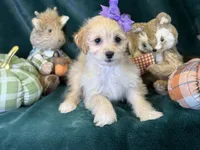 Poppy, a female Bichon Frise and Cavapoo for sale in Center Ridge, AR – 4 of 6