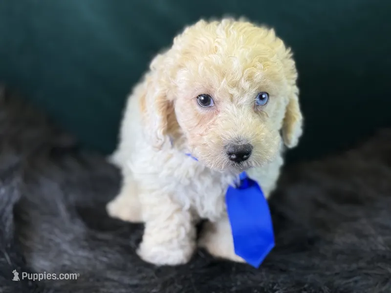Albus – Bichpoo puppy for sale in Center Ridge, AR