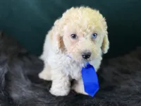 Albus, a male Bichpoo for sale in Center Ridge, AR – 1 of 7