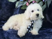 Casper, a male Bichpoo for sale in Center Ridge, AR – 6 of 9