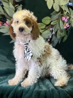 Barley, a male Cavapoo for sale in Center Ridge, AR – 6 of 10