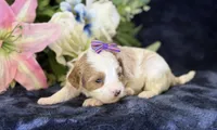 Roxy, a female Cavapoo for sale in Center Ridge, AR – 4 of 10