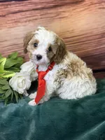Ace, a male Cavapoo for sale in Center Ridge, AR – 9 of 10