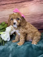 Coco, a female Cavapoo for sale in Center Ridge, AR – 6 of 7