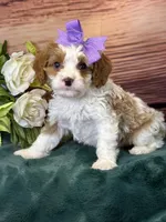 Roxy, a female Cavapoo for sale in Center Ridge, AR – 5 of 8