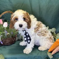 North, a male Cavapoo for sale in Center Ridge, AR – Photo 6 of 10