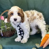 North, a male Cavapoo for sale in Center Ridge, AR – Photo 1 of 10