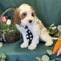 North, a male Cavapoo for sale in Center Ridge, AR – Photo 10 of 10