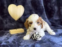 North, a male Cavapoo for sale in Center Ridge, AR – Photo 5 of 6