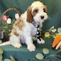 North, a male Cavapoo for sale in Center Ridge, AR – Photo 3 of 10