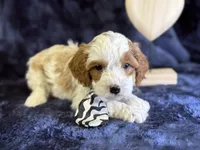 North, a male Cavapoo for sale in Center Ridge, AR – Photo 1 of 6