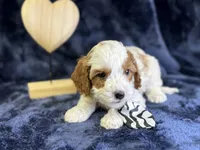 North, a male Cavapoo for sale in Center Ridge, AR – Photo 4 of 6