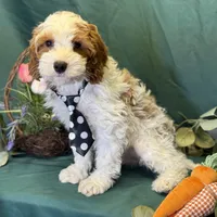 North, a male Cavapoo for sale in Center Ridge, AR – Photo 5 of 10