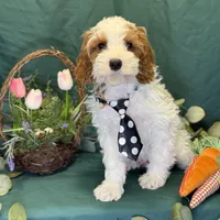 North, a male Cavapoo for sale in Center Ridge, AR – Photo 4 of 10