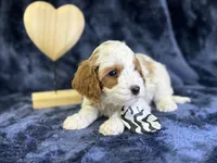 North, a male Cavapoo for sale in Center Ridge, AR – Photo 3 of 6