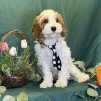 North, a male Cavapoo for sale in Center Ridge, AR – Photo 9 of 10