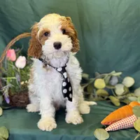 North, a male Cavapoo for sale in Center Ridge, AR – Photo 2 of 10