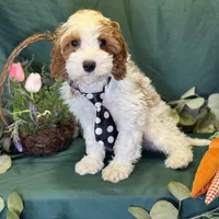 North, a male Cavapoo for sale in Center Ridge, AR – Photo 7 of 10