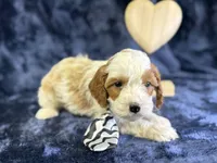 North, a male Cavapoo for sale in Center Ridge, AR – Photo 2 of 6