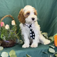 North, a male Cavapoo for sale in Center Ridge, AR – Photo 8 of 10