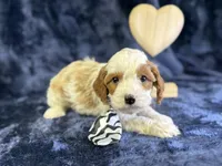 North, a male Cavapoo for sale in Center Ridge, AR – Photo 6 of 6