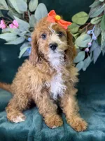 Haven, a female Cavapoo for sale in Center Ridge, AR – 6 of 10