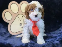 Cayman, a male Cavapoo for sale in Center Ridge, AR – 3 of 9