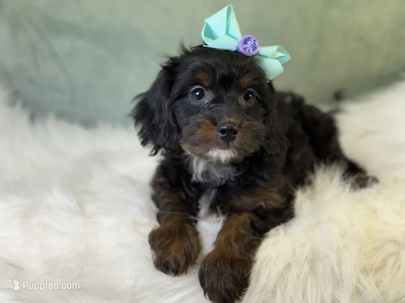 Maui – Cavalier King Charles Spaniel, Poochon puppy for sale in Center Ridge, AR