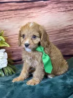 Finn, a male Cavapoo for sale in Center Ridge, AR – 9 of 10