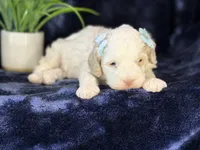 Jennie, a female Poodle - Miniature  and Cavachon for sale in Center Ridge, AR – 5 of 8