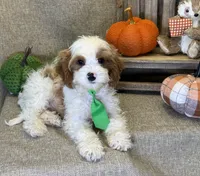 Titus, a male Cavapoo for sale in Center Ridge, AR – 3 of 6