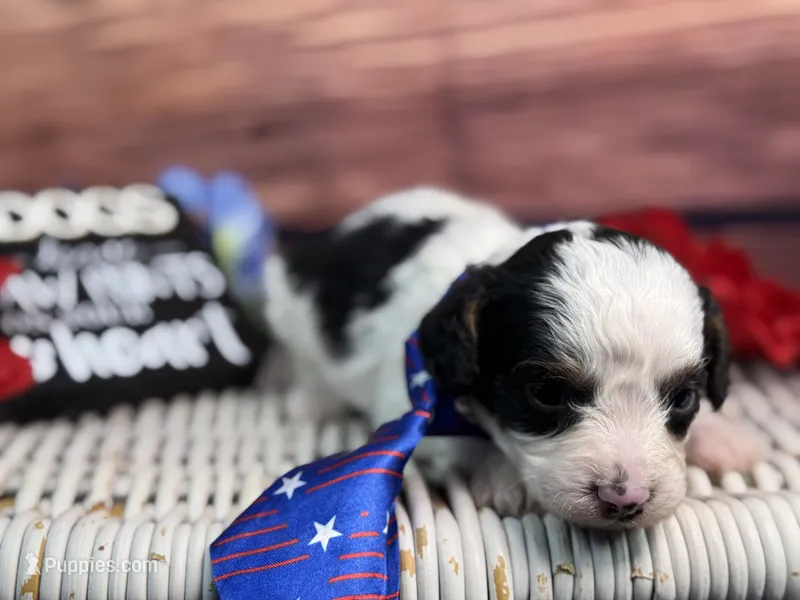 Auggie – Cavalier King Charles Spaniel, Poochon puppy for sale in Center Ridge, AR