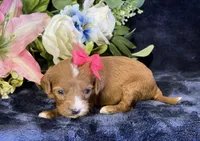 Coco, a female Cavapoo for sale in Center Ridge, AR – 6 of 9