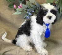 Auggie, a male Bichon Frise and Cavapoo for sale in Center Ridge, AR – 5 of 9
