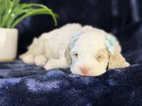 Jennie, a female Poodle - Miniature  and Cavachon for sale in Center Ridge, AR – 4 of 8