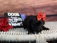 Rayne, a female Cavalier King Charles Spaniel and Poochon for sale in Center Ridge, AR – 3 of 10