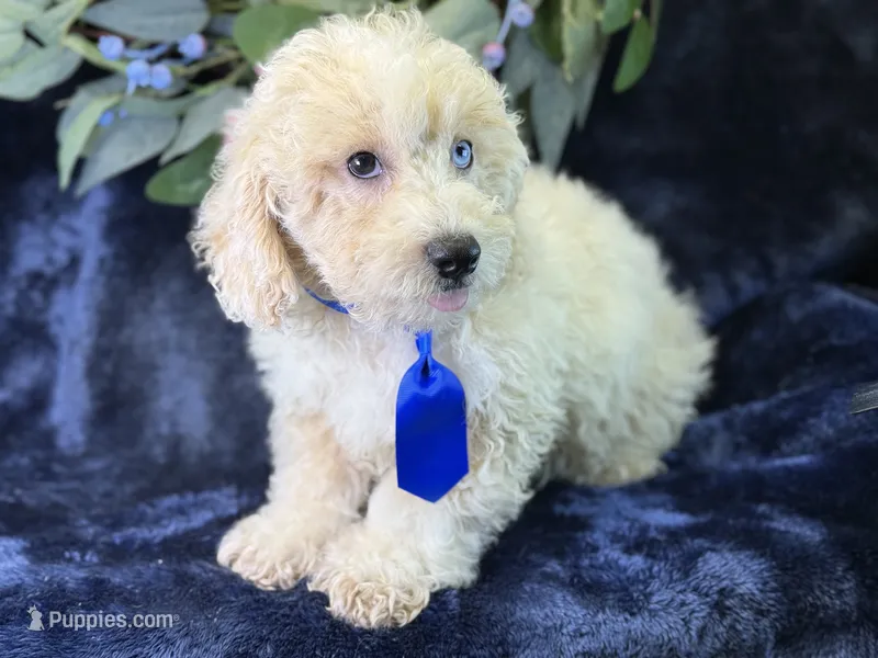 Albus – Bichpoo puppy for sale in Center Ridge, AR